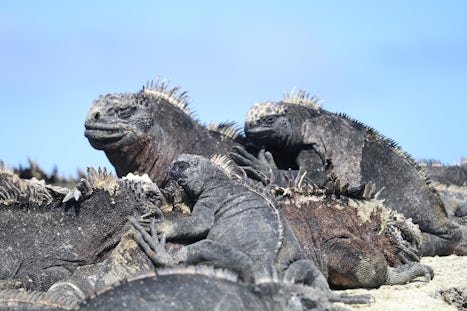 Marine iguanas.  Good looking dudes!  From another planet!