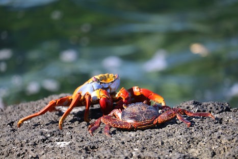 This is my rock!
Don't be so crabby!