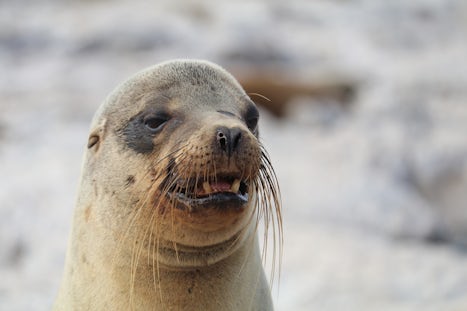 This is a local.  You can tell he is a sea lion because he has ears!