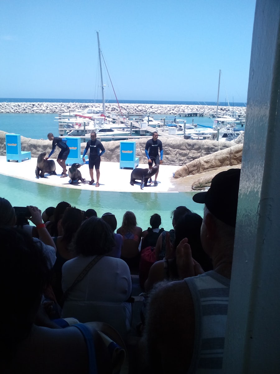 Seal show at Amber cove. Ocean world. Swimming with the dolphins was magical, albeit scary.