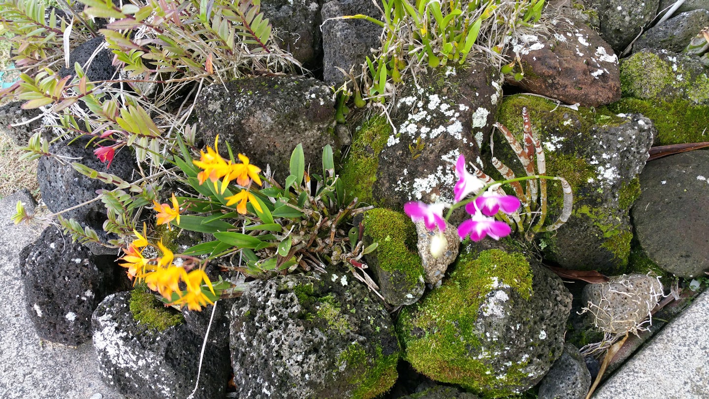 Flowers growing out of lava.