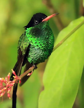 Hummingbird habitat on the sky explorer excursion in Ocho Rios