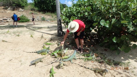 St Maarten - feeding iguanas