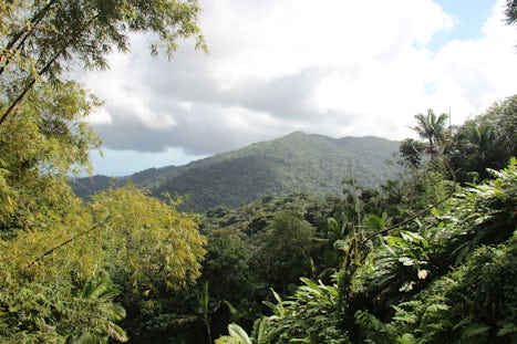 View from the Rainforest