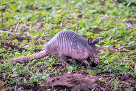 Armadillo on the grounds of the lodge we stayed in the pre-cruise extension