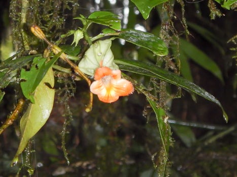 Flower in the rain forest on a shore excursion.