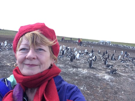 Penguins Falklands to Bluff Cove, excellent!!!!!