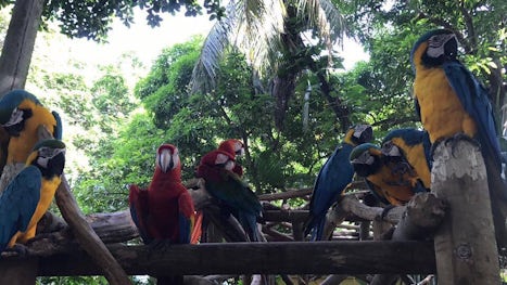 Macaws in Cartgena, Colombia port when we got off the ship