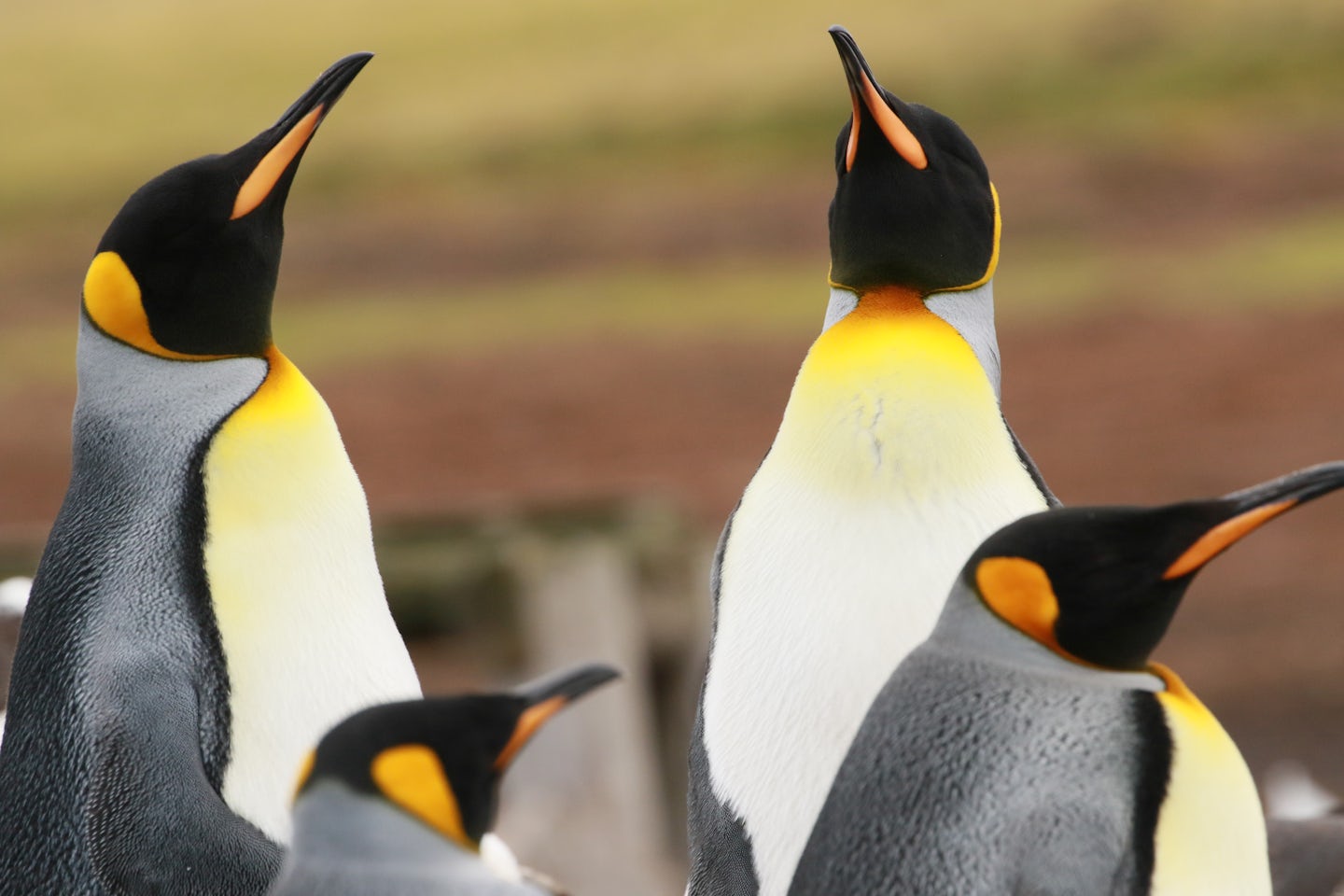 King Penguins - Port Stanley, Falklands Island