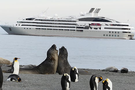 Ponant's Le Soleal with Elephant Seals and King Penguins