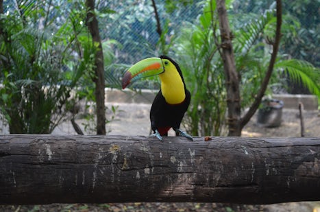 A real live Toucan!!