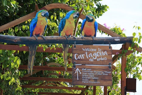 Some of the many wild parrots in the port area at Cartagena.