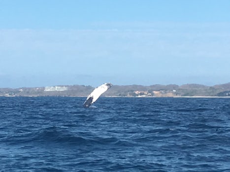 Whale watching, Puerto Vallarta