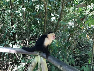 Monkey in Manuel Antonio park