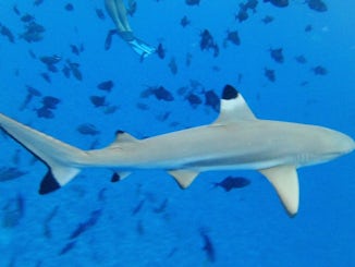 Swimming with the sharks in Bora Bora. Exhilarating!