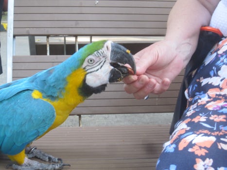 Feeding almonds to macaws in the aviary just off the ship in Cartagena