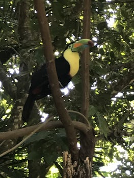 At Pirates, Birds, and Monkeys in Roatan