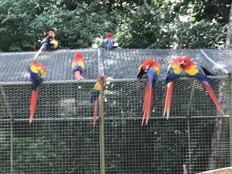 Macaws at Pirates, Birds, and Monkeys in Roatan
