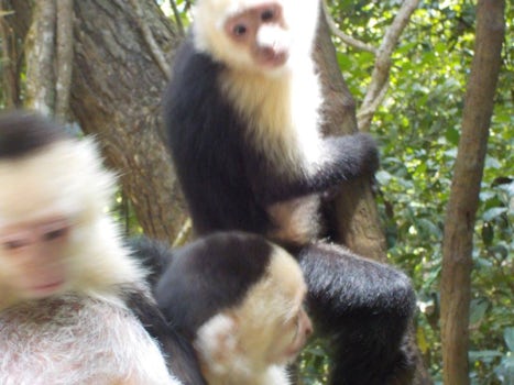 Monkeys in Isla Rotan