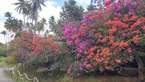 Bougainvillea -   Beautiful, and growing wild everywhere