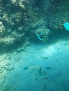 Photo from semi-submarine tour on Grand Cayman