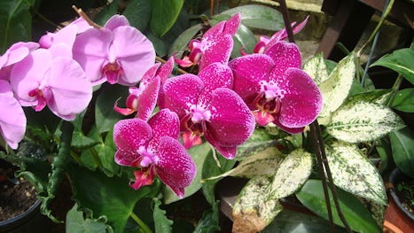 The Barbados Orchid Garden