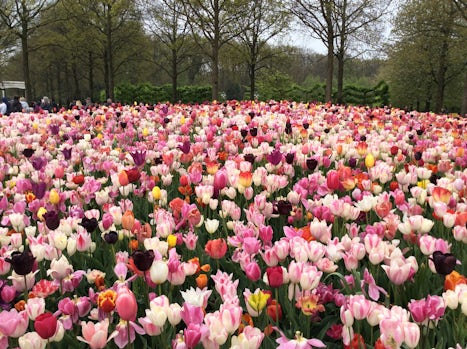 Our trip to Keukenhof.  We were stunned by its beauty.
