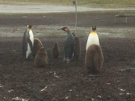 King penguins Bluff Cove