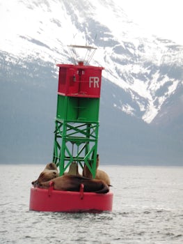 excursion in Juneau, seals on the buoy