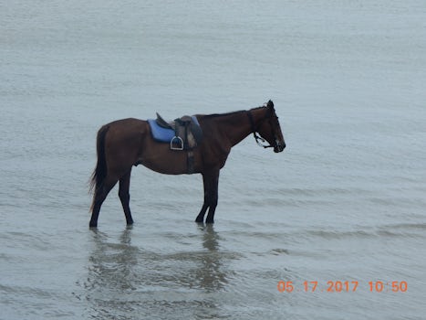 One of the Horses at the Surf Siding