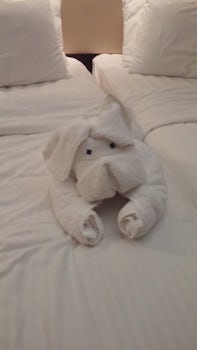 Perfecto our cabin steward made us a dog with the towels. The cabin was alw