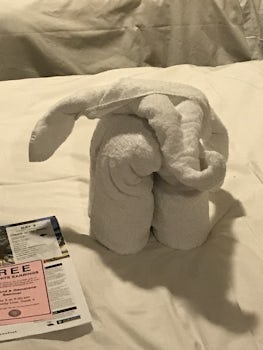 Special Towel- Animals made daily and left in my stateroom for my evening s