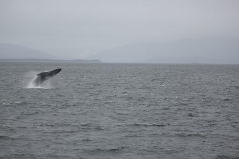 Breaching humpback on whale watch