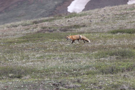 Red fox in Denali