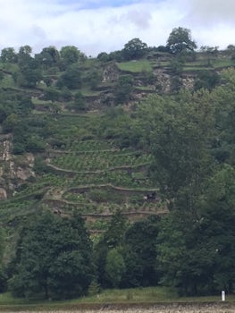Rhine Gorge terraced vineyard.