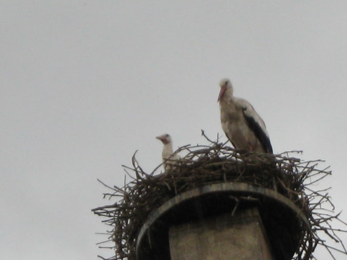Stork on a rooftop in Strasburg, France.