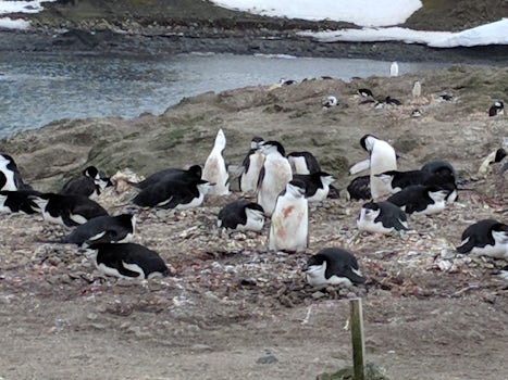 Penguins nesting.