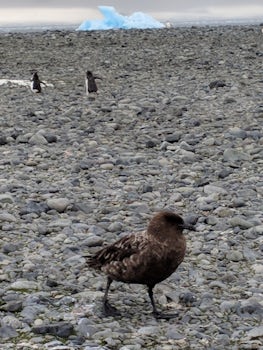 Skua with penguins behind.  The Skua snatch and eat penguin eggs.  There&#3