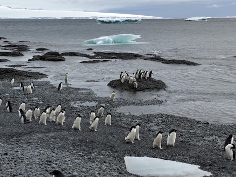 Alelie penguins on the march.