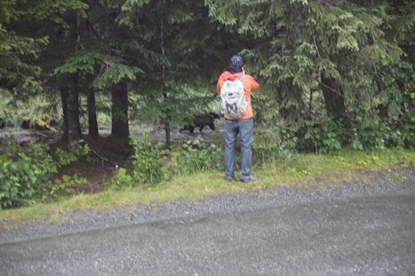 Leaving Mendenhall Glacier what do we see on the side of the road - a bear