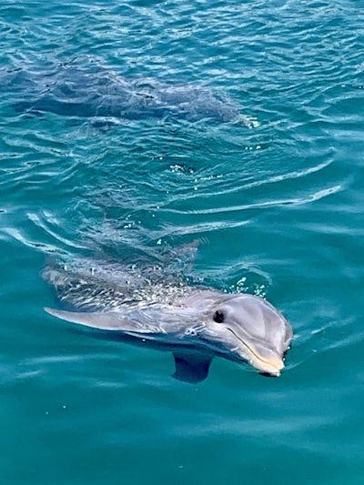 Photo of dolphin swimming at Ocean World in Amber Cove. Amazing excursion. Recommend 