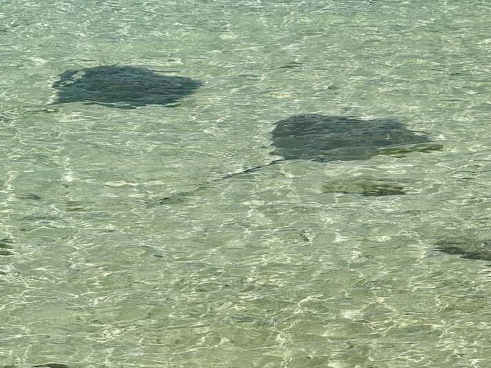 Stingrays swim by at Matira beach in Bora Bora. Harmless but don't step on them
