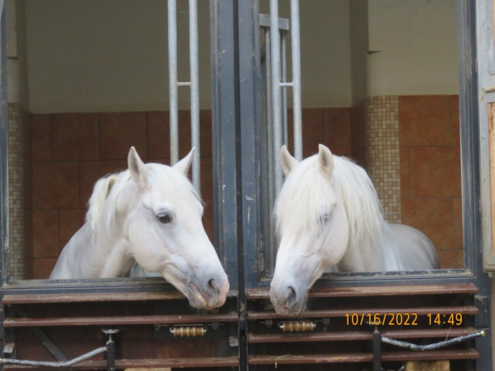 Lipizzaner Stallions at the Spanish Riding School, Vienna. 
