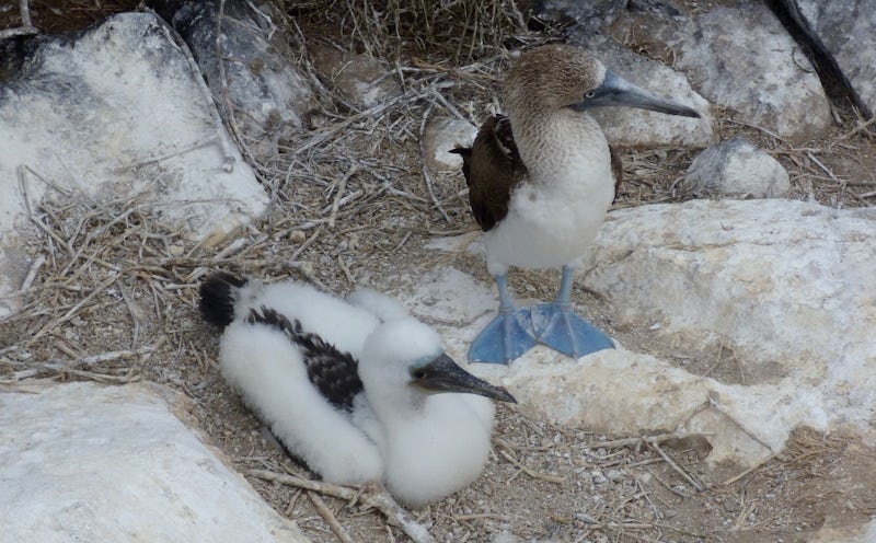 Blue footed boobie with a baby