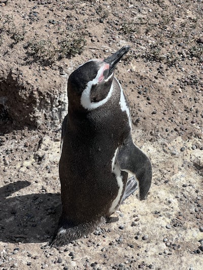 Cute penguin at Punta Tombo