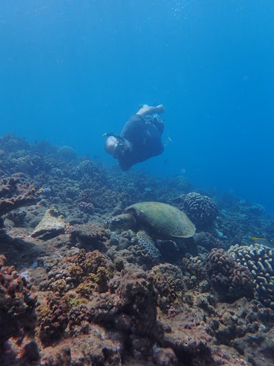 Dive with the turtles in Papeete.  Captian Benoit of Tahiti Lagoon Paradise will not dissapoint!