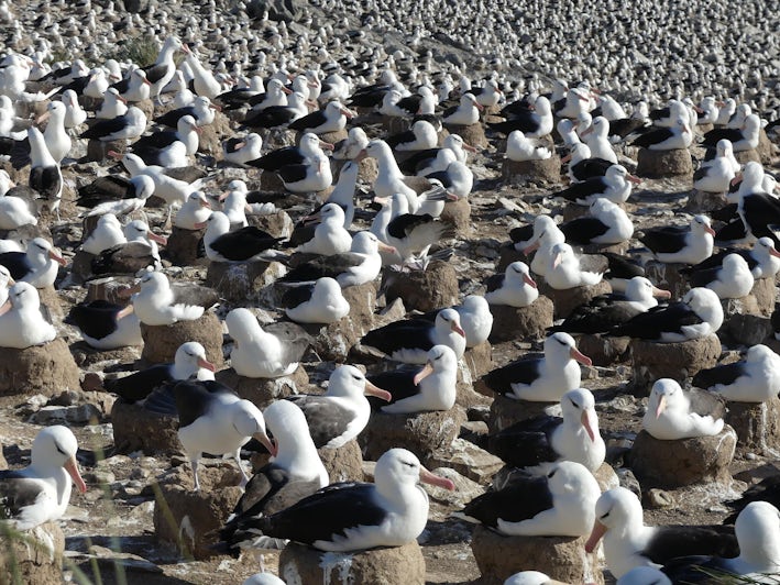 An albatross colony in the Falkland Islands on an Antarctica cruise with Lindblad Expeditions (Photo/Ming Tappin)