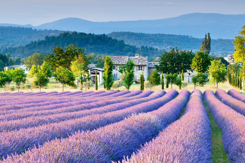 Lavender Fields, Provence