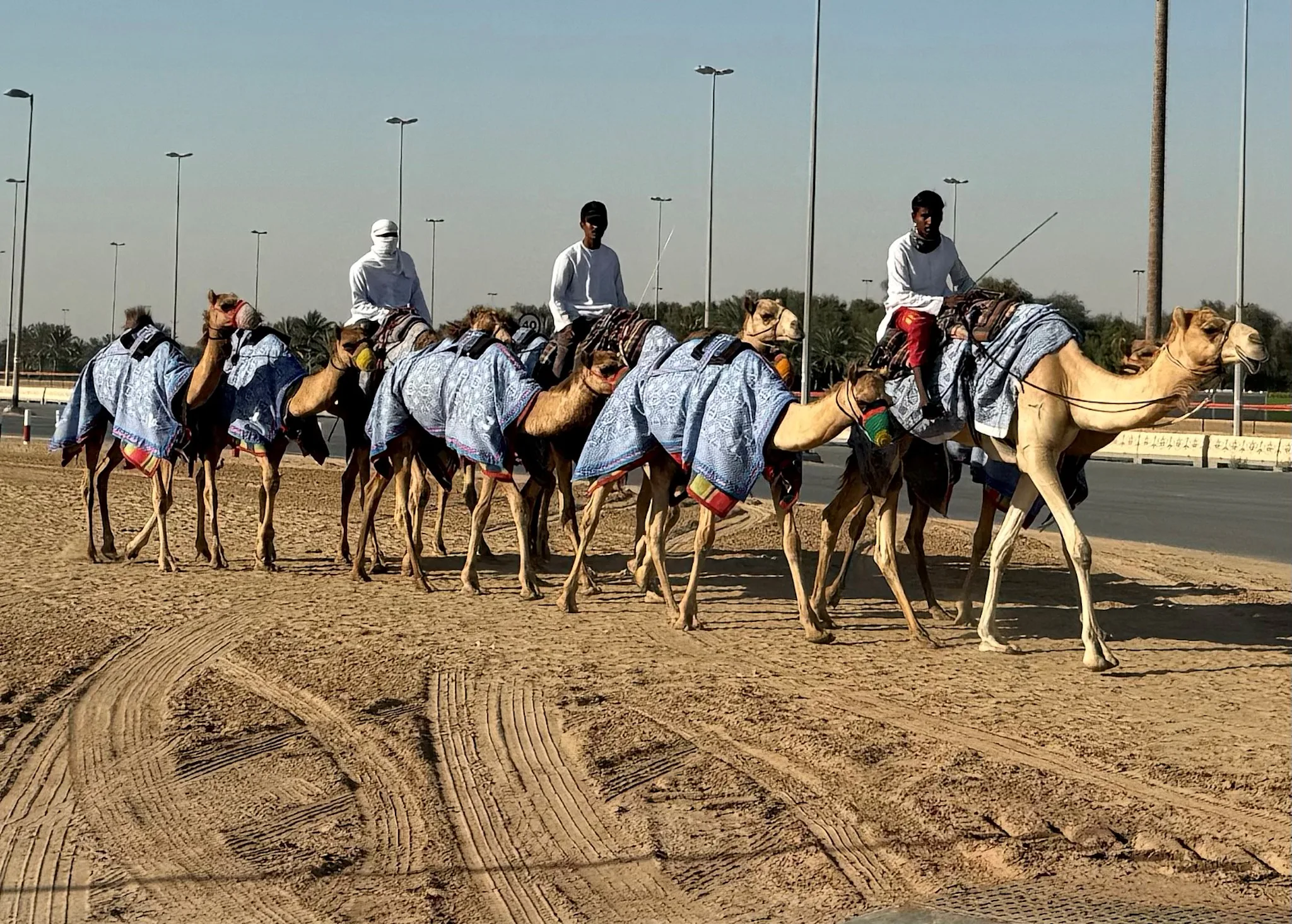 Camels Being Ridden I Camped in the Desert on My Dubai Cruise