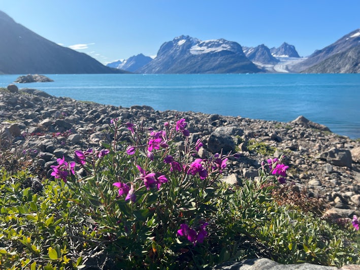 Arctic flowers in Greenland on a Scenic Eclipse II shore excursion (Photo/Chris Gray Faust)